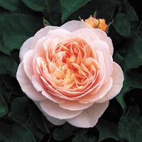 Juliet Rose Wallpapers HD screenshot 2