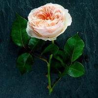 Juliet Rose Wallpapers HD screenshot 3