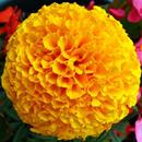 Marigold Flower Wallpapers HD APK