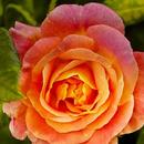 Orange Rose Wallpapers HD APK