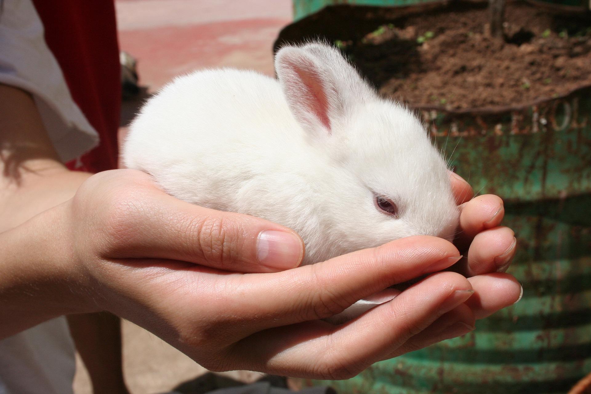 I a pet rabbit. Декоративный кролик. Ручной кролик. Белый кролик. Кролик на руках.