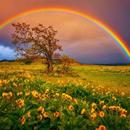 Rainbow Wallpapers HD APK