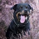 APK Rottweiler Dog Wallpaper HD