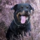 Rottweiler Dog Wallpaper HD APK