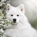 The Samoyed Dog Wallpaper HD APK