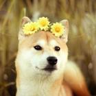 Shiba inu Wallpapers HD иконка
