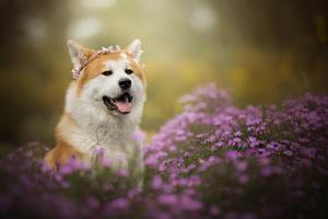 Shiba inu Wallpapers HD скриншот 3