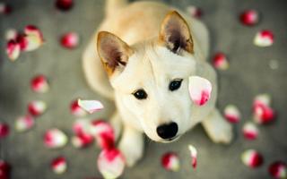 Shiba inu Wallpapers HD постер
