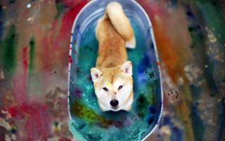 Shiba inu Wallpapers HD скриншот 1