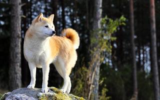 Shiba inu Wallpapers HD скриншот 2