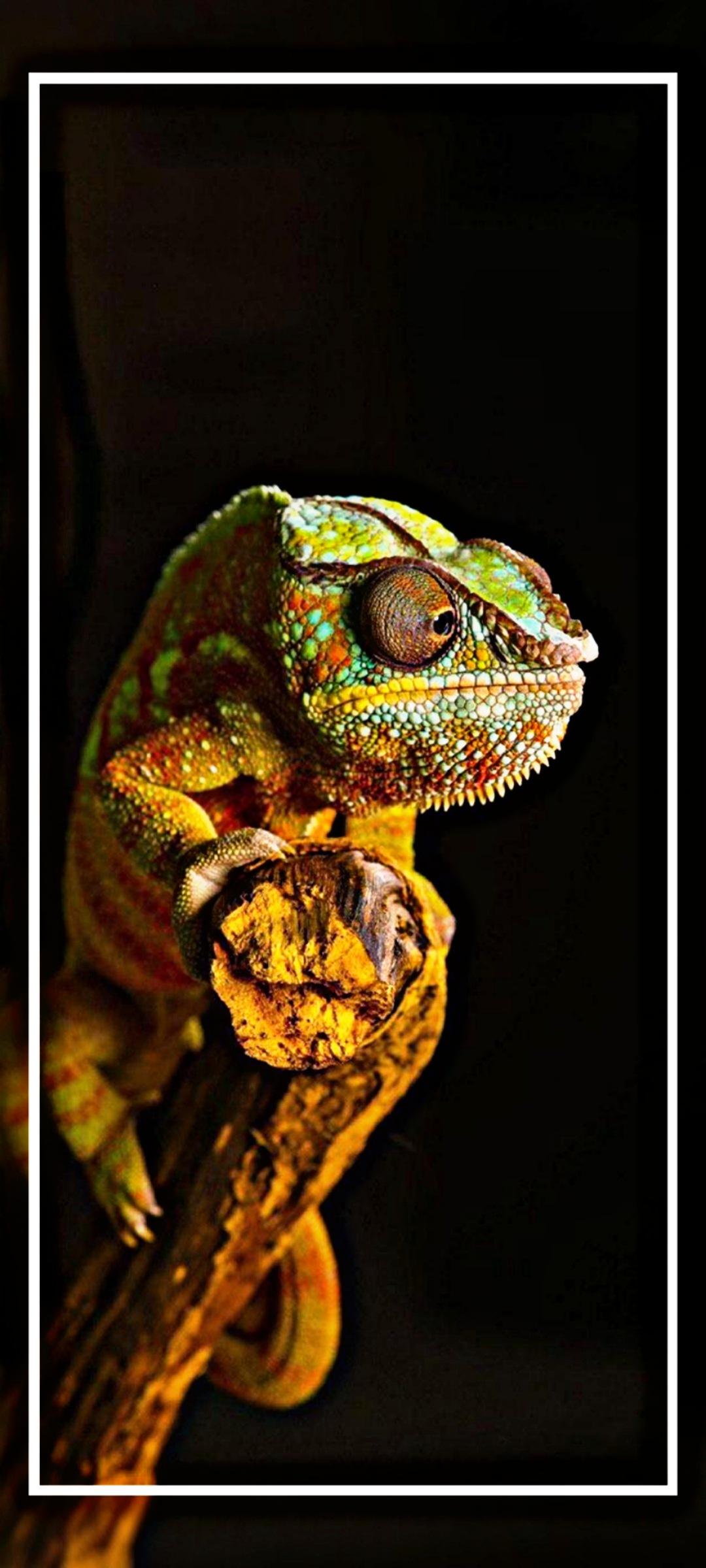 chameleon wallpaper app APK for Android Download