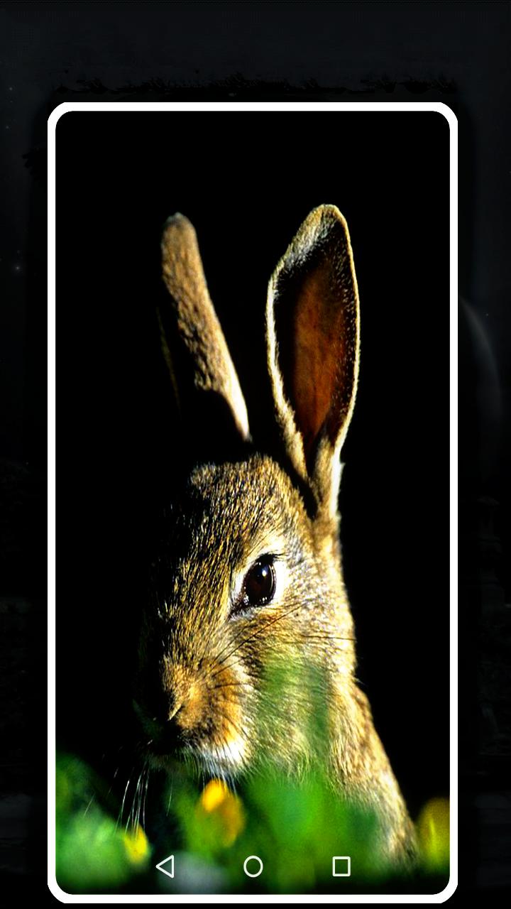 অ্যান্ড্রয়েডের জন্য rabbit wallpaper app hd - APK ডাউনলোড