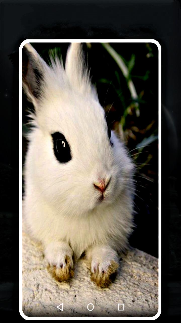 অ্যান্ড্রয়েডের জন্য rabbit wallpaper app hd - APK ডাউনলোড