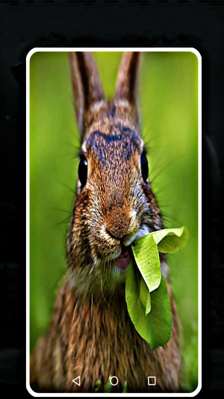 অ্যান্ড্রয়েডের জন্য rabbit wallpaper app hd - APK ডাউনলোড