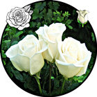 white rose wallpaper full hd icône