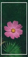 Rose pictures and wallpapers screenshot 1