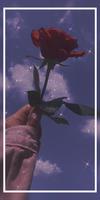 Rose pictures and wallpapers screenshot 2
