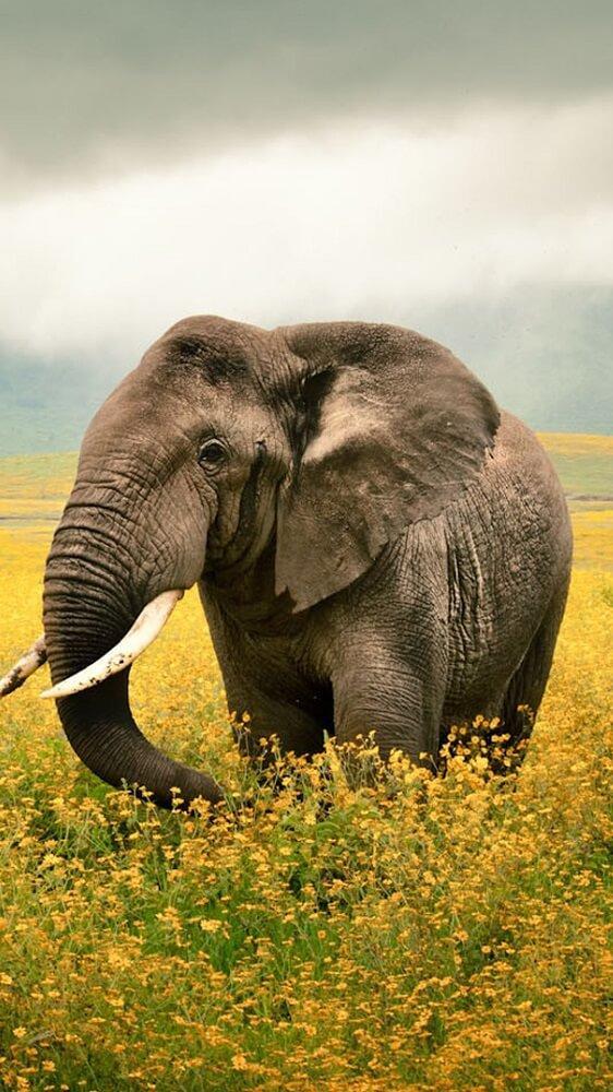 Download Hd Elephant Wallpapers Apk For Android Latest Version