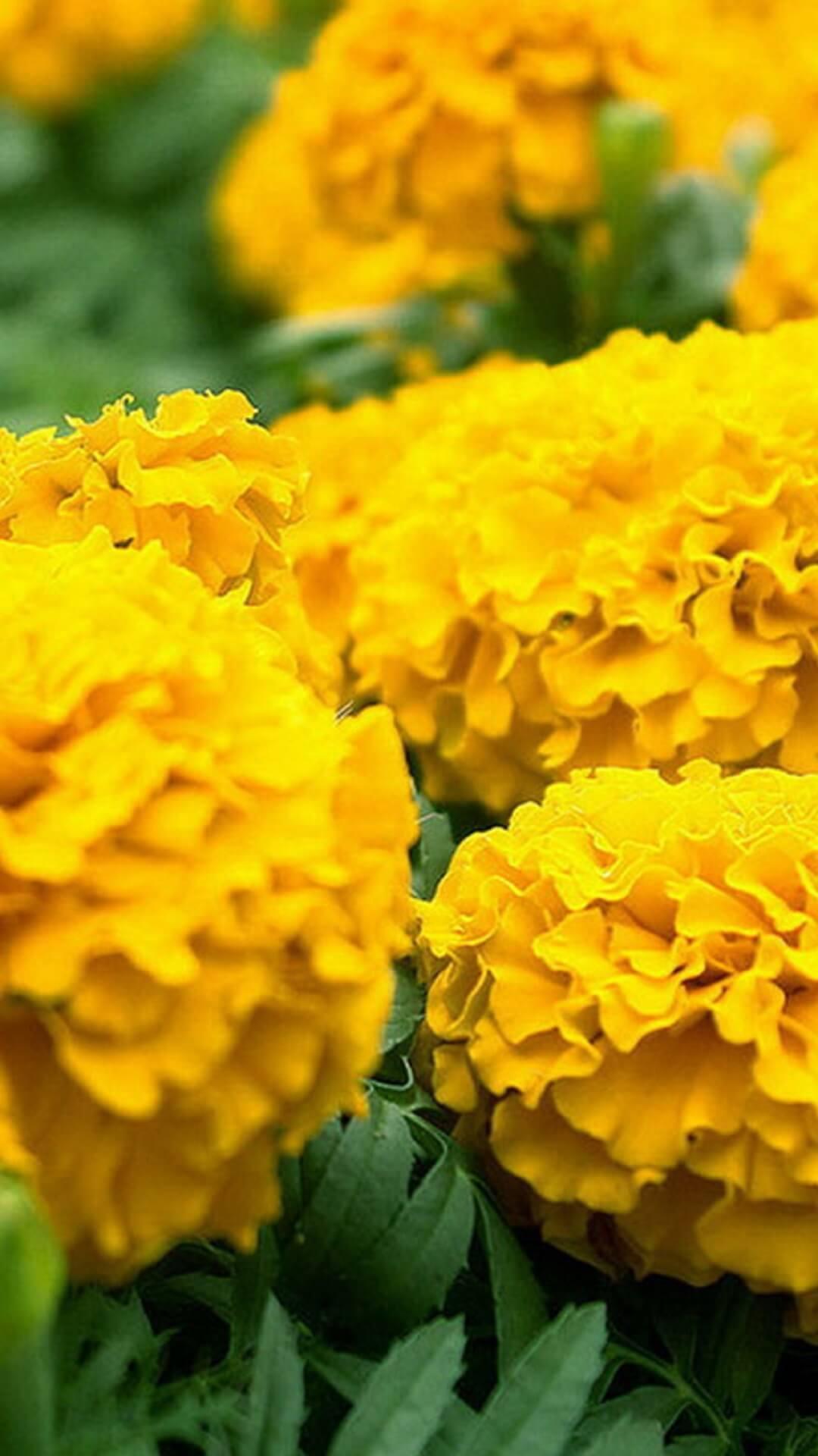 Marigold Flower Wallpapers HD APK for Android Download Marigold Flower Wallpapers HD APK for Android Download