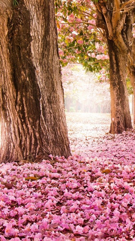 ดาวน์โหลด Beautiful Spring Season Wallpapers HD APK สำหรับ Android ดาวน์โหลด Beautiful Spring Season Wallpapers HD APK สำหรับ Android