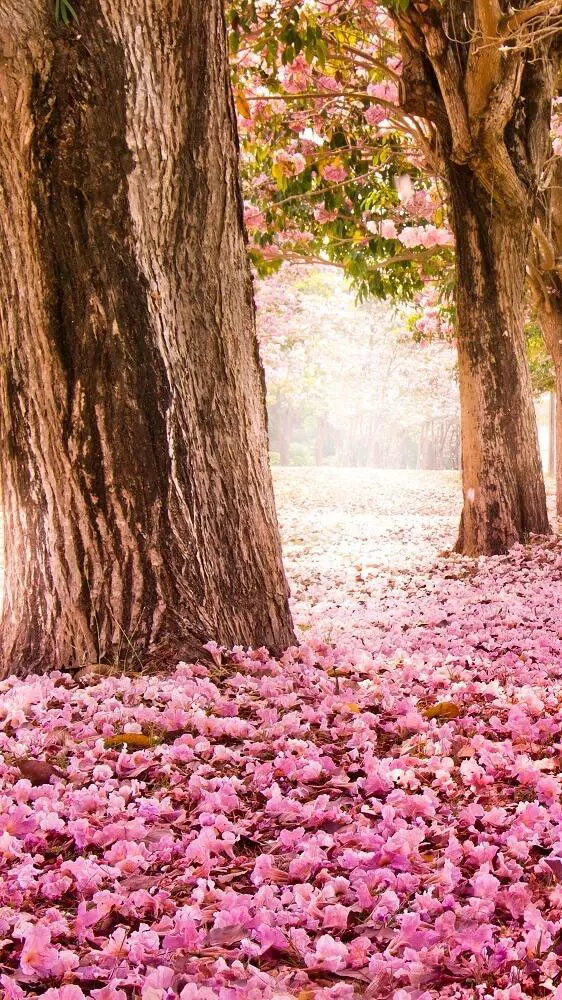 Spring Season Wallpaper