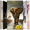 Elephant Wallpaper HD 4K APK