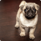 Pugs Wallpapers 圖標