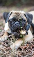 Pugs Wallpapers 截圖 2