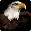 Fond d'écran Eagle HD 3D