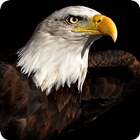 Fond d'écran Eagle HD 3D icône
