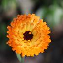 Marigold Flower Wallpaper HD APK