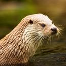 Otters Wallpaper HD APK