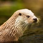 Otters Wallpaper HD icon