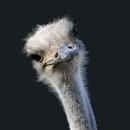 APK Ostrich Wallpaper HD