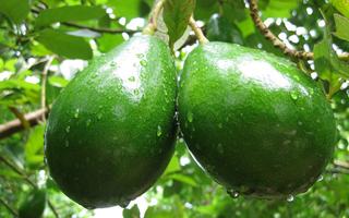 Avocado Wallpaper HD ảnh chụp màn hình 1