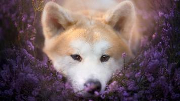 Akita Inu Dog Wallpaper HD screenshot 2