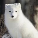 APK Arctic Fox Wallpaper HD
