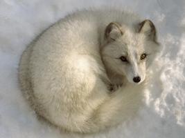 Arctic Fox Wallpaper HD постер