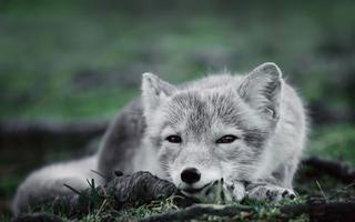 Arctic Fox Wallpaper HD скриншот 1