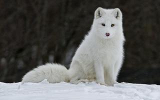 Arctic Fox Wallpaper HD скриншот 2