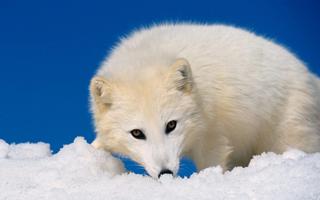 Arctic Fox Wallpaper HD скриншот 3