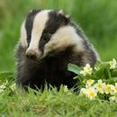 Badger Wallpaper HD APK