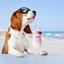 APK basset hound dog wallpaper HD