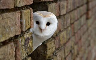 Poster Barn Owl Wallpaper HD