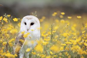 1 Schermata Barn Owl Wallpaper HD