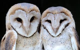 2 Schermata Barn Owl Wallpaper HD