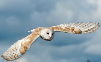 3 Schermata Barn Owl Wallpaper HD