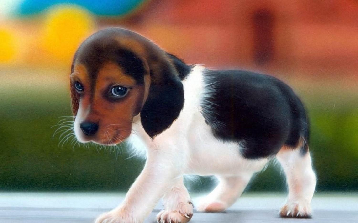 Как выглядят умные собаки Beagle Dog Wallpaper HD APK für Android herunterladen