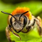 Bee Wallpaper HD icône