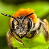 Bee Wallpaper HD アイコン